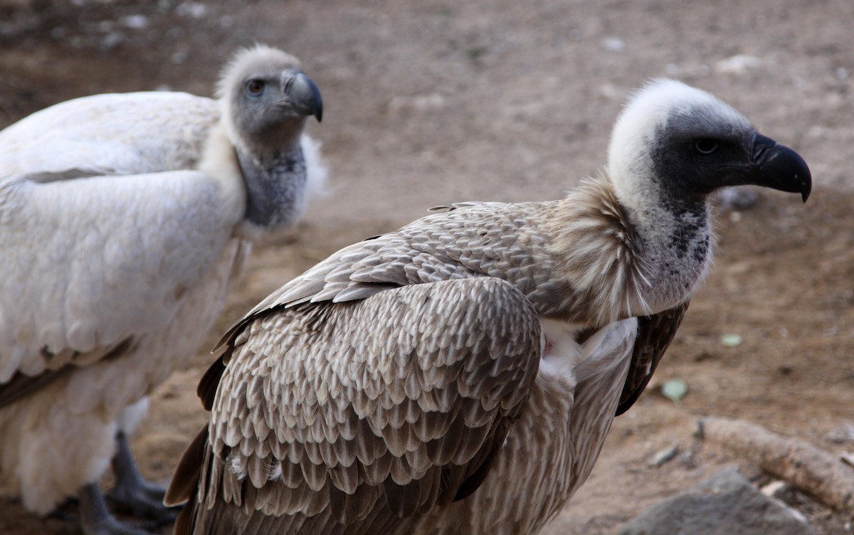 White-backed Vulture - ML647819430