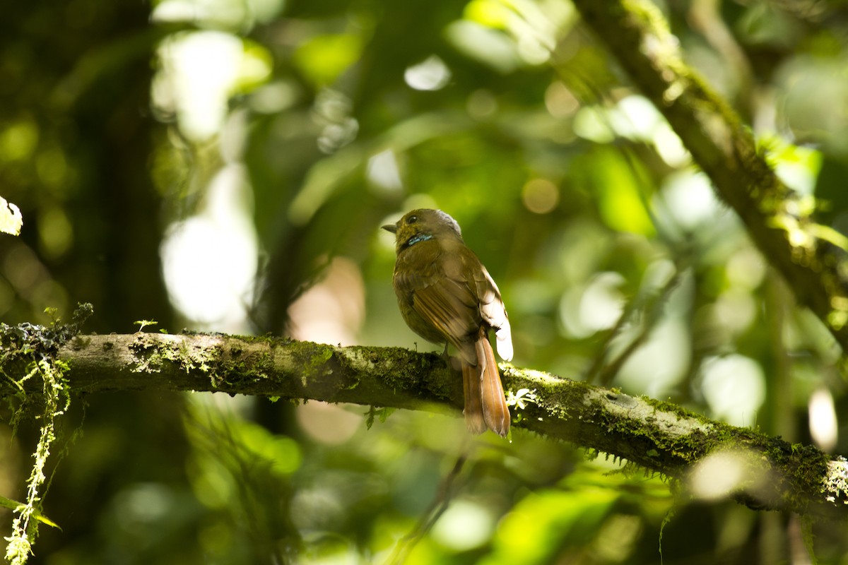 Large Niltava - ML647819459