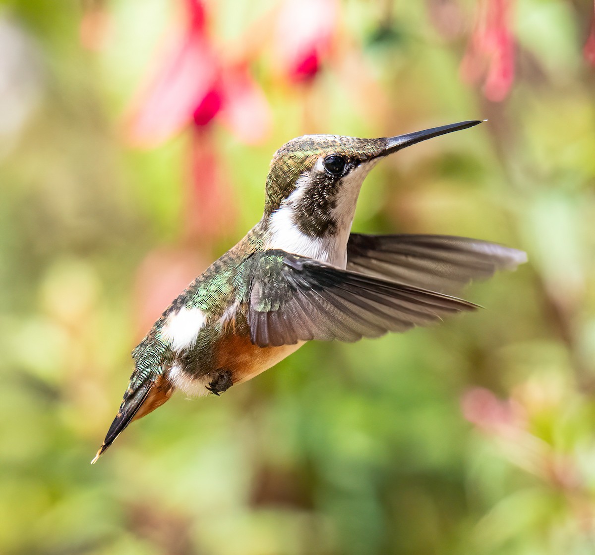 White-bellied Woodstar - ML647819460