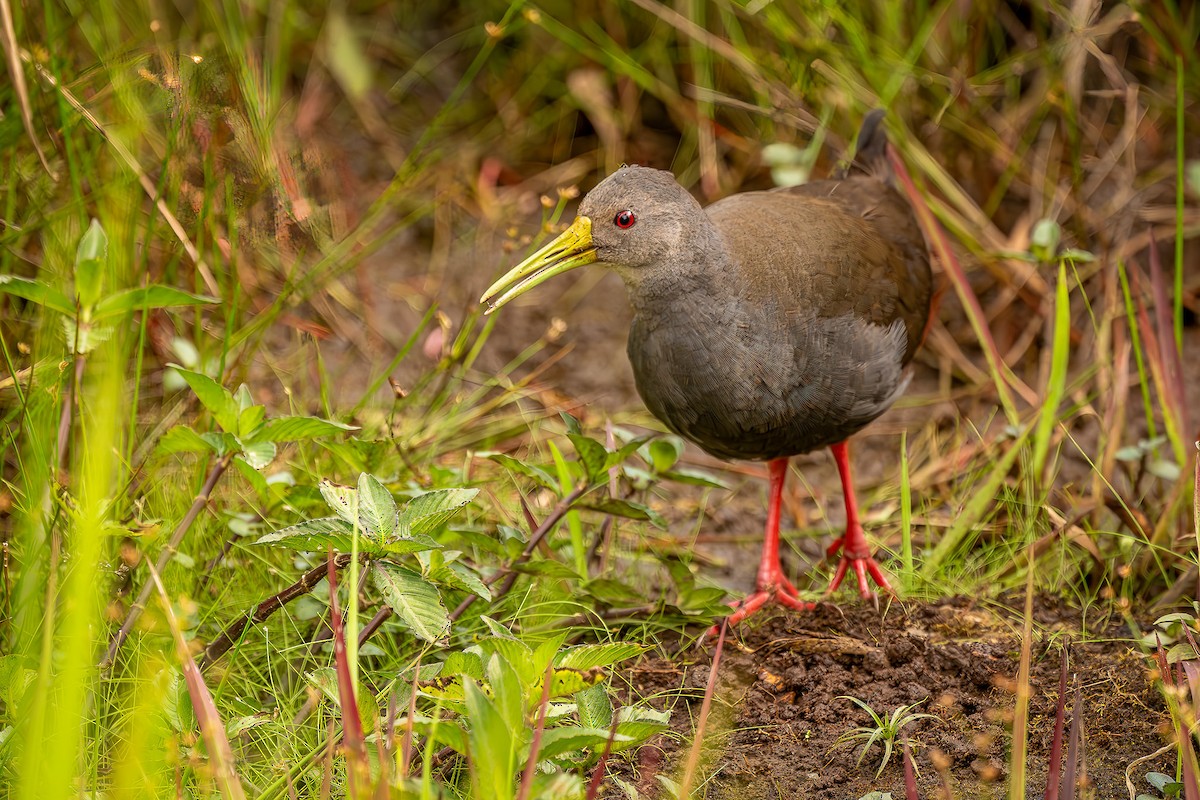 Blackish Rail - ML647819461