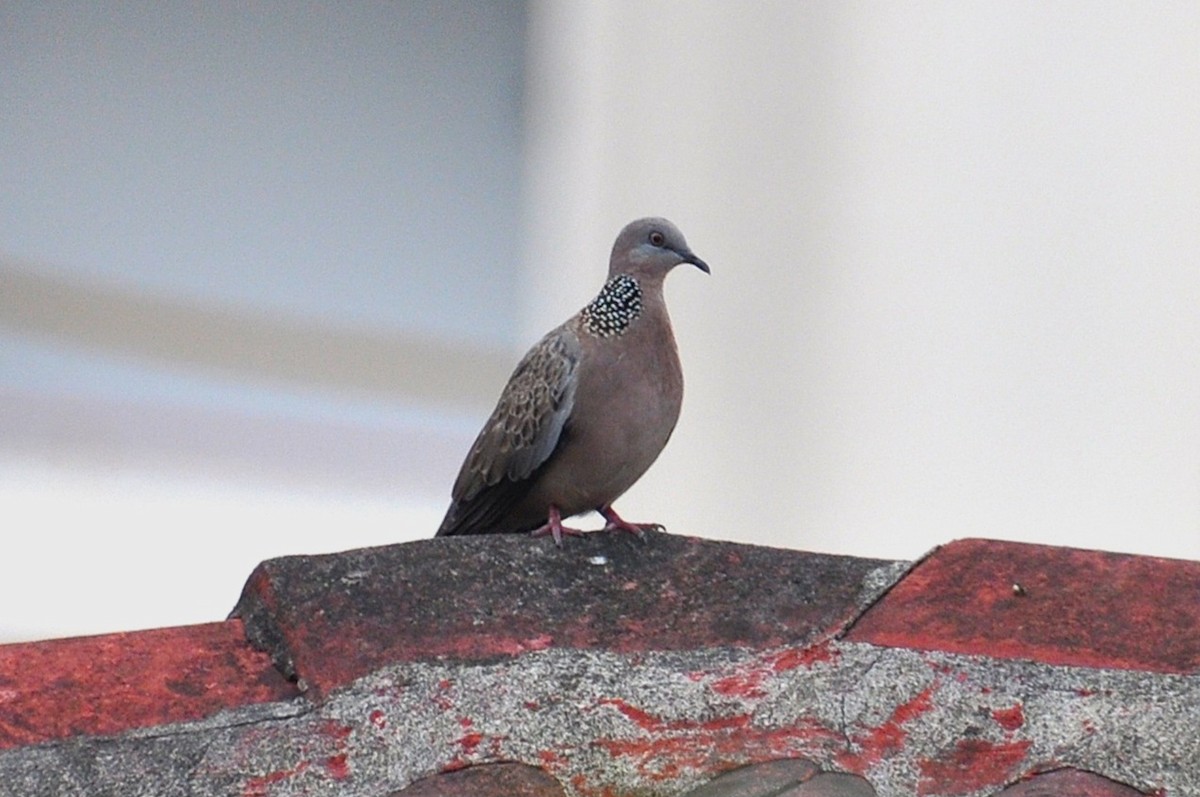 Spotted Dove - ML647819462