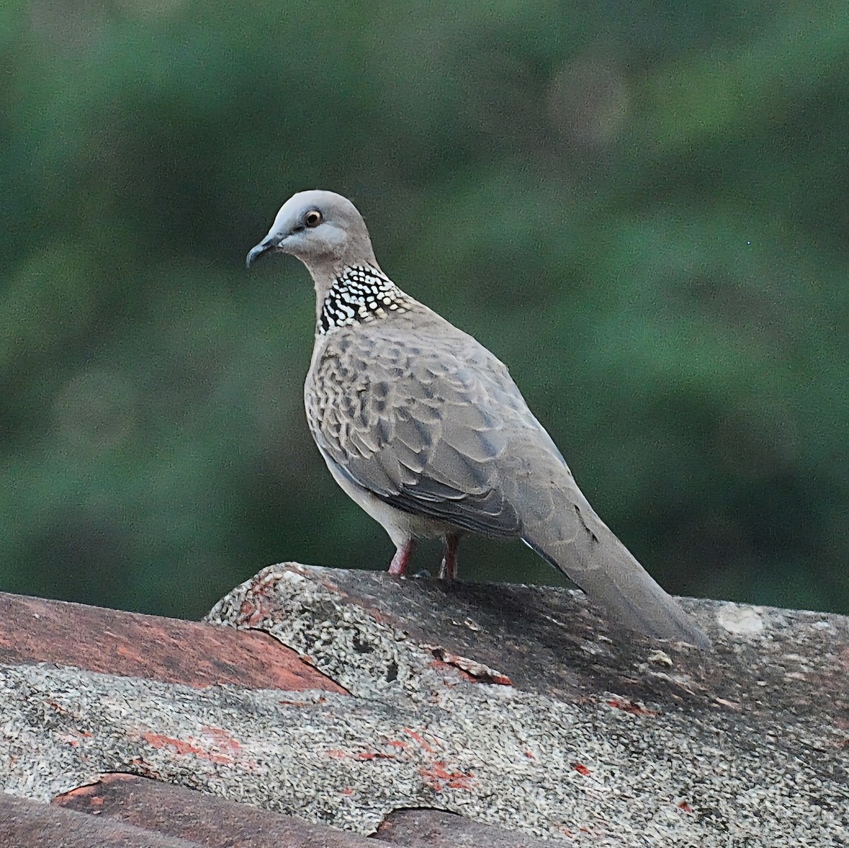 Spotted Dove - ML647819463