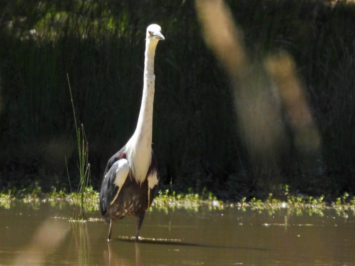 Pacific Heron - ML647819464