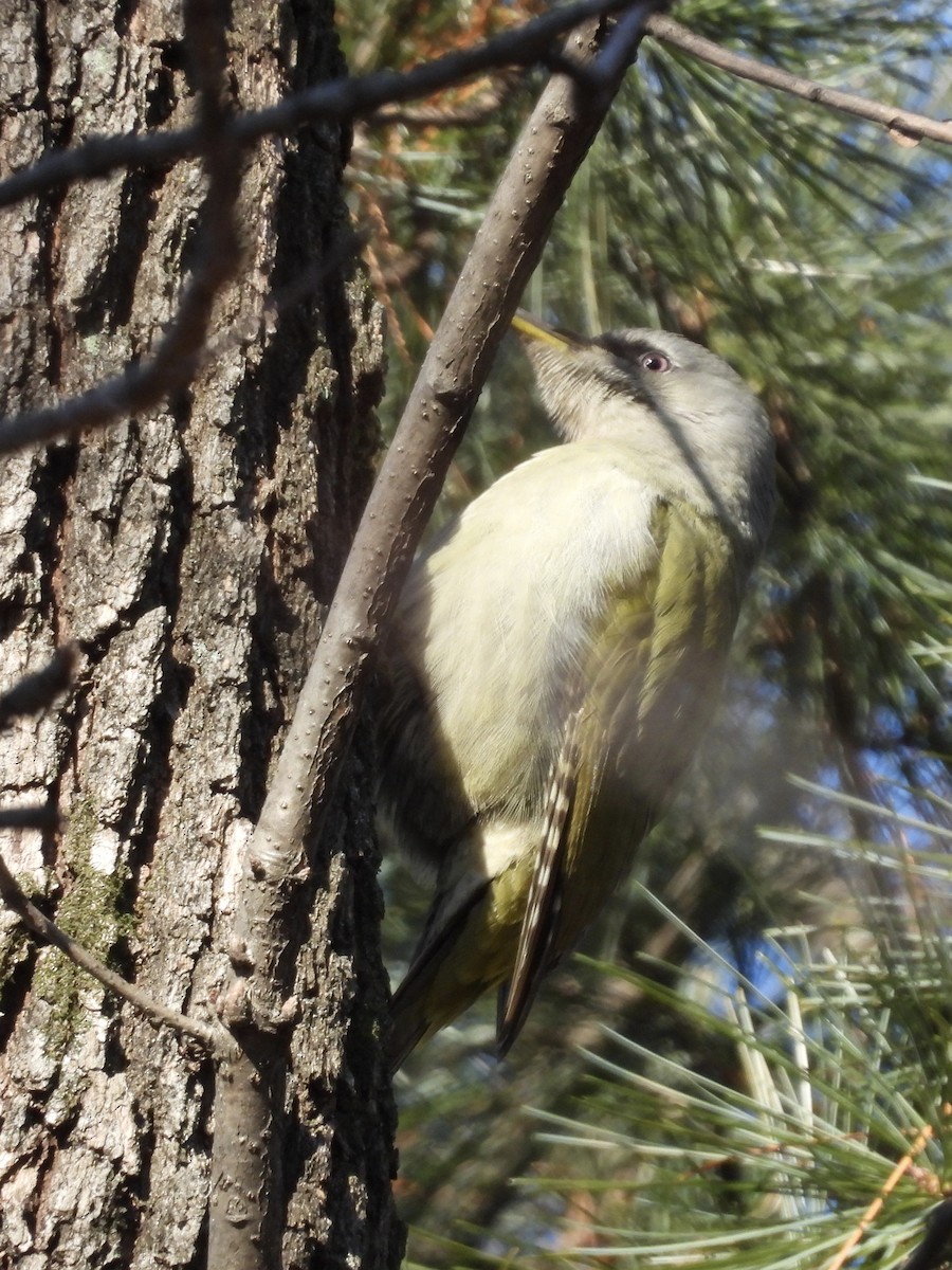 Gray-headed Woodpecker - ML647819465