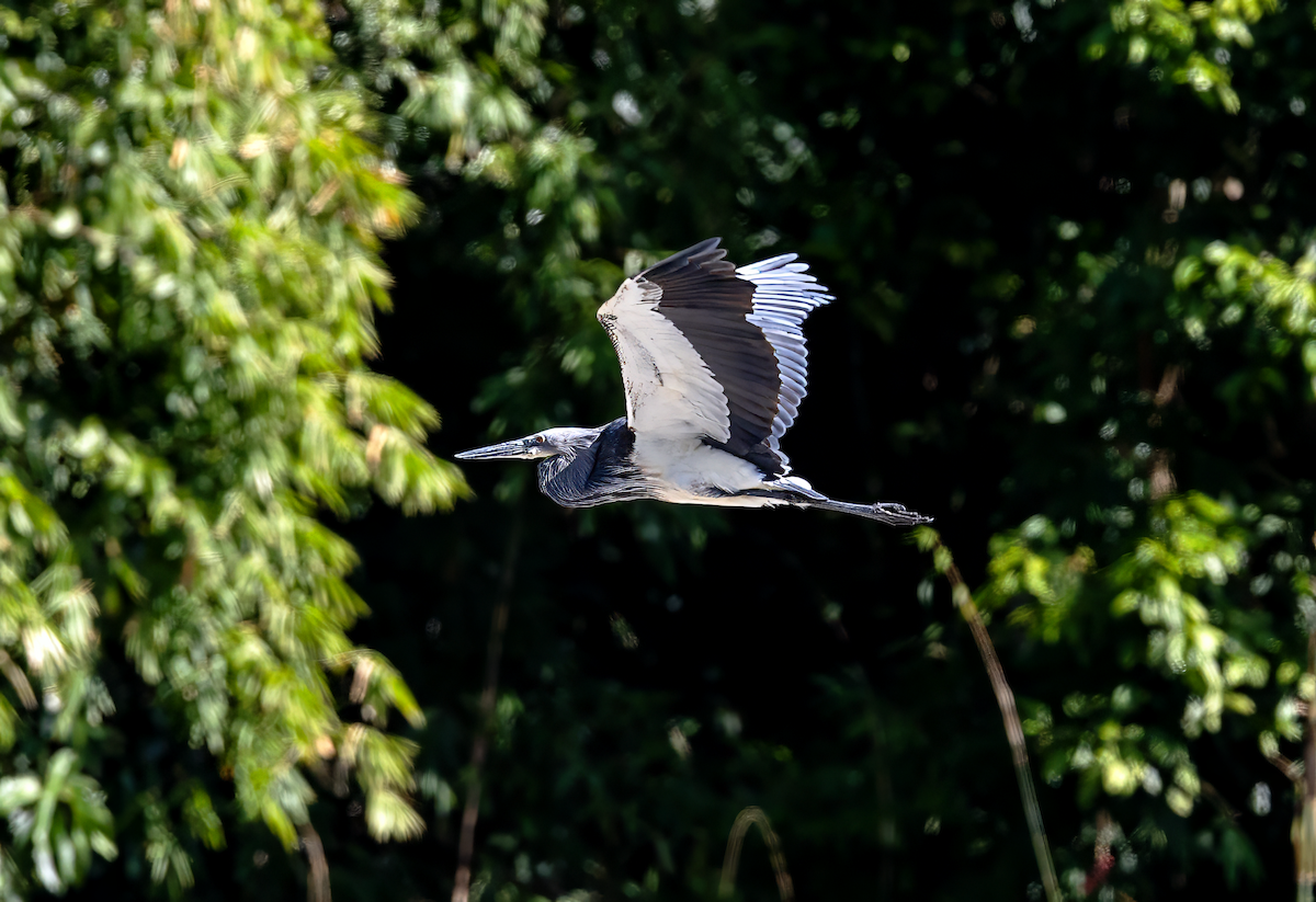White-bellied Heron - ML647819466