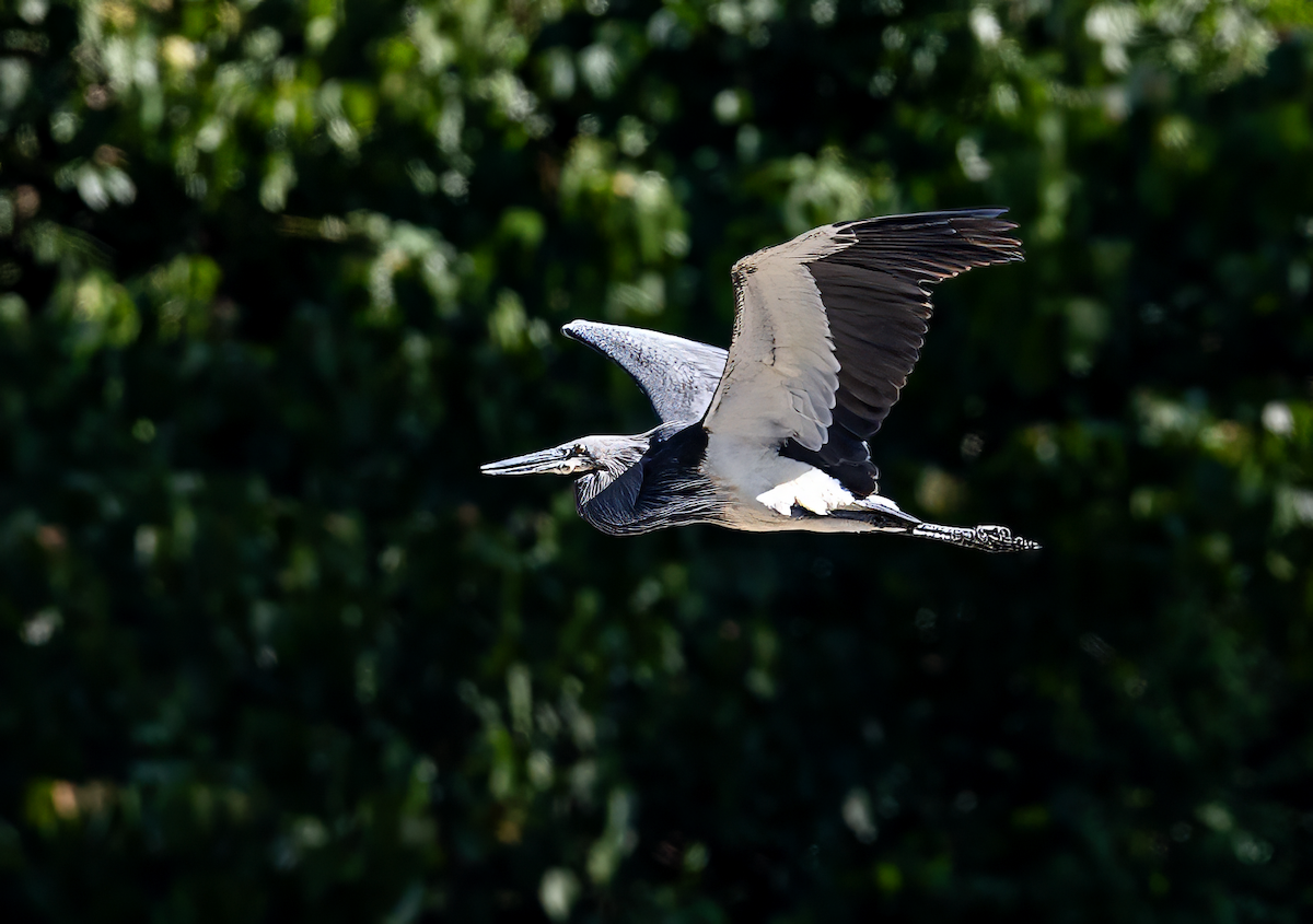 White-bellied Heron - ML647819467