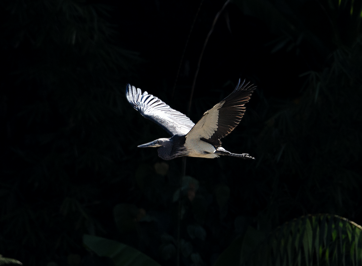 White-bellied Heron - ML647819468