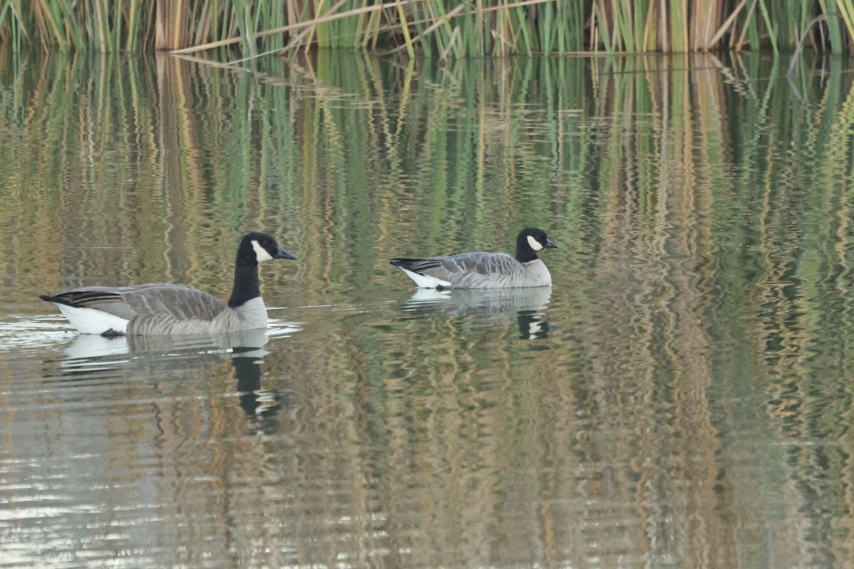 Cackling Goose - ML647819469