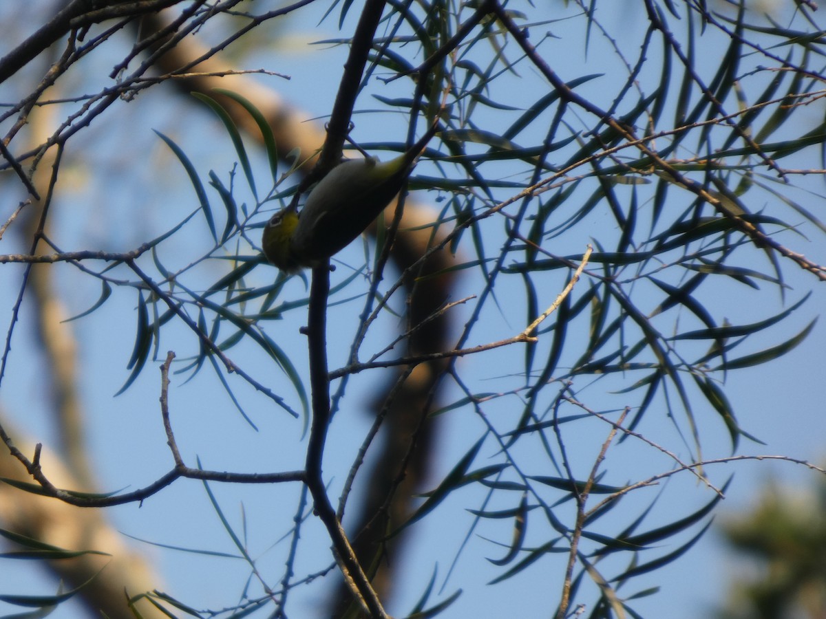 Swinhoe's White-eye - ML647819470