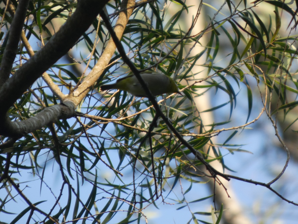 Swinhoe's White-eye - ML647819471