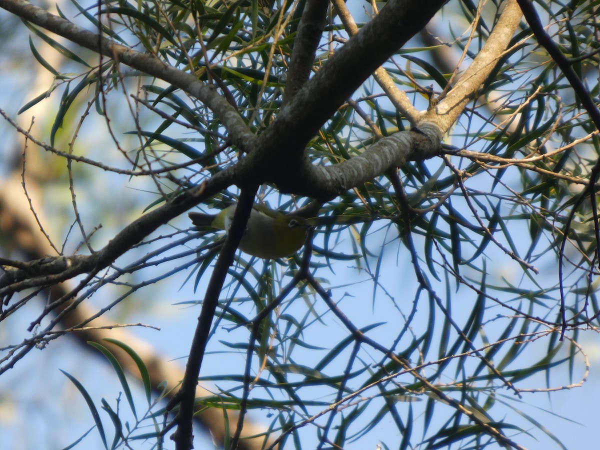 Swinhoe's White-eye - ML647819472