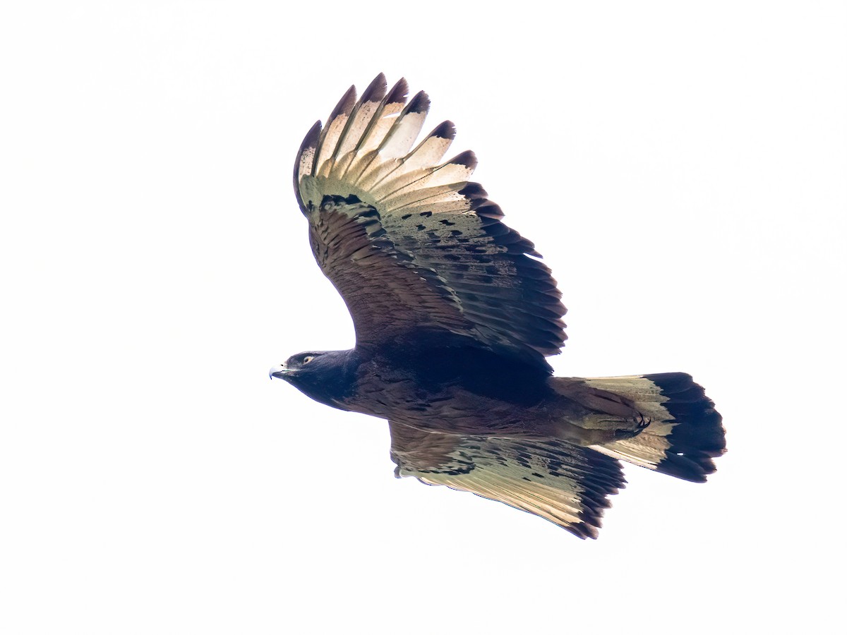 Black-and-chestnut Eagle - ML647819473