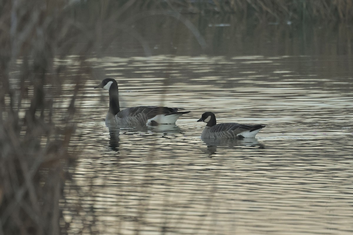 Cackling Goose - ML647819474