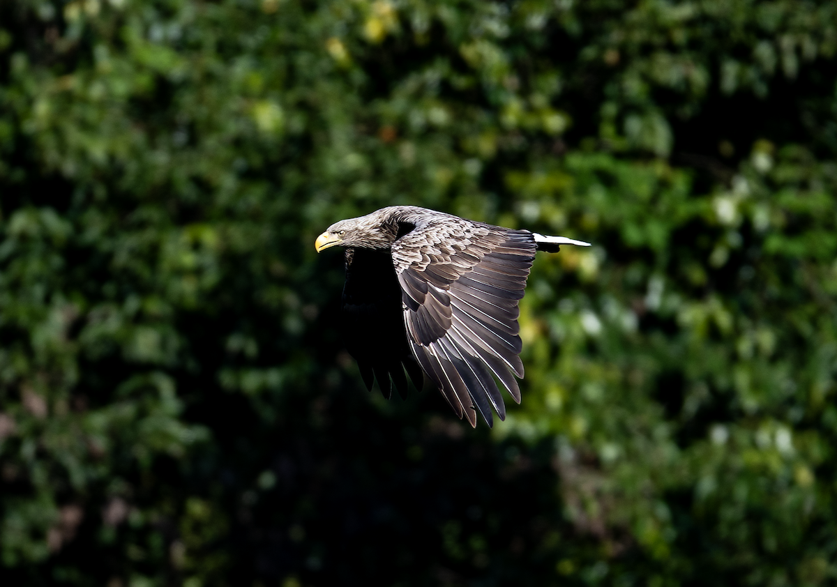 White-tailed Eagle - ML647819476