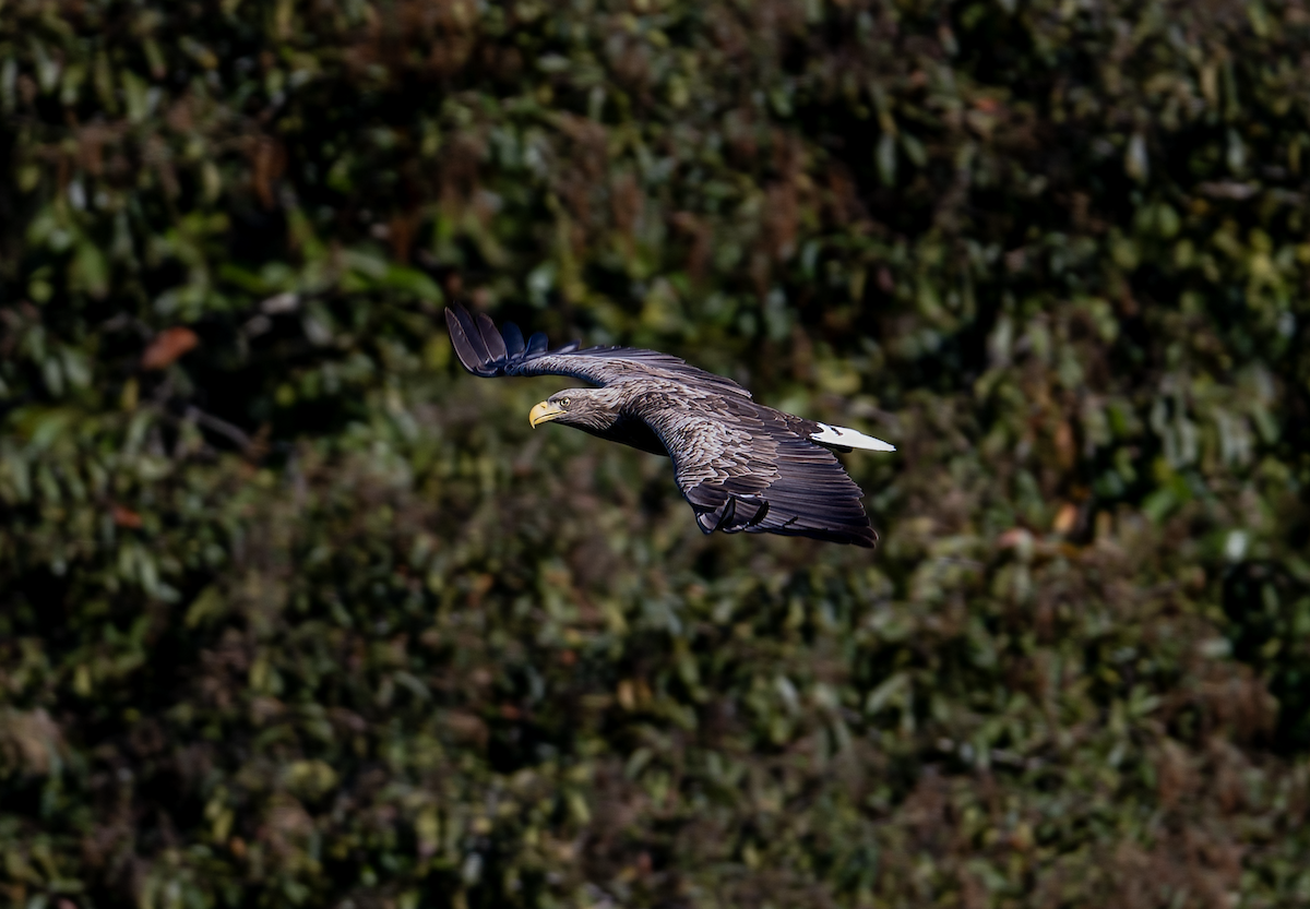 White-tailed Eagle - ML647819477
