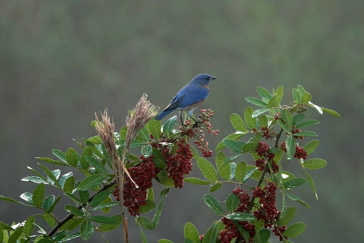 Eastern Bluebird - ML647819478