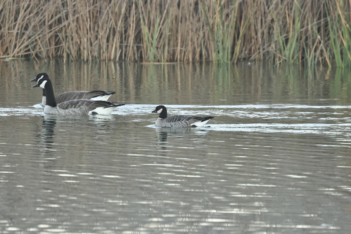 Cackling Goose - ML647819479