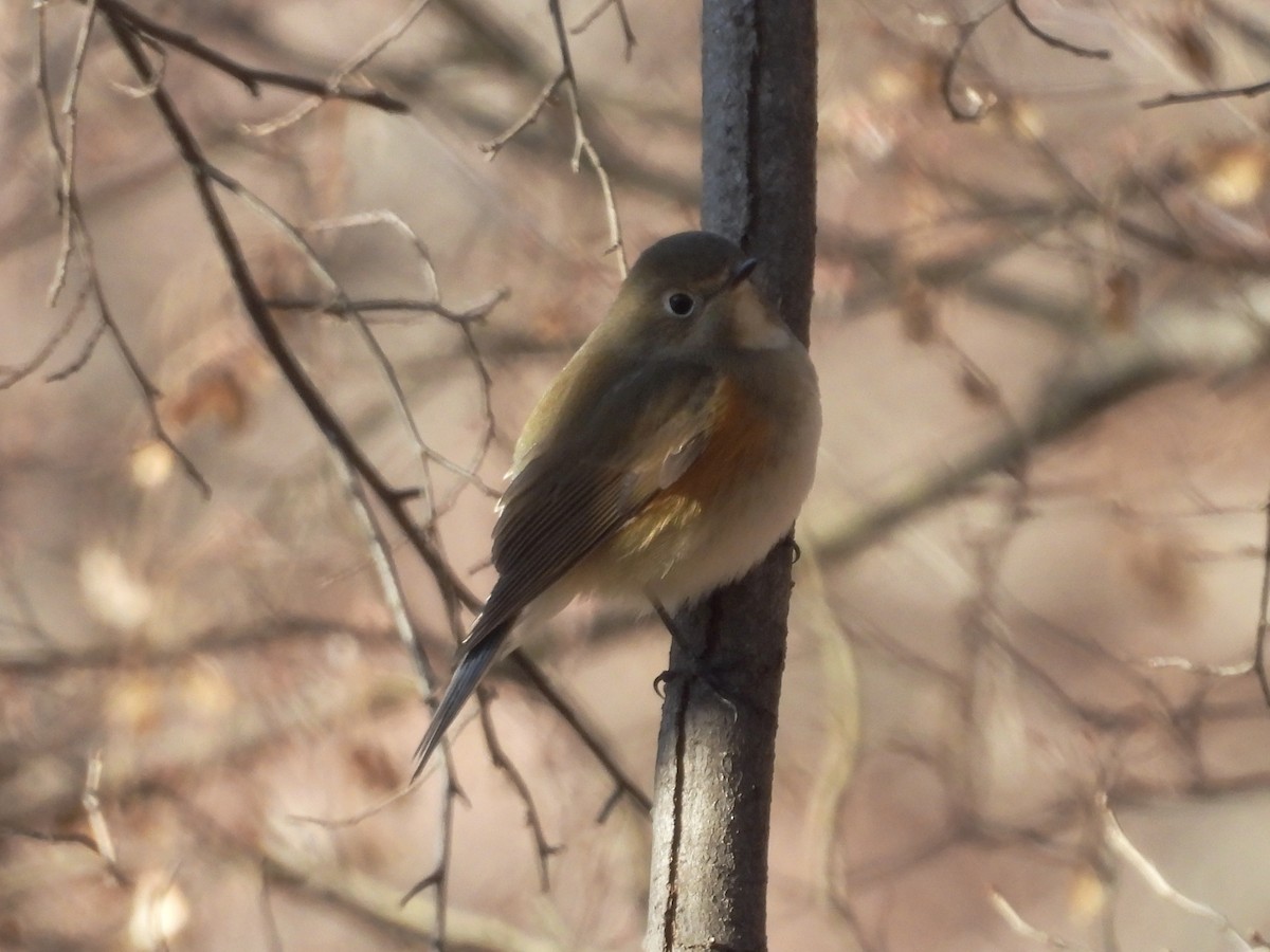Red-flanked Bluetail - ML647819480