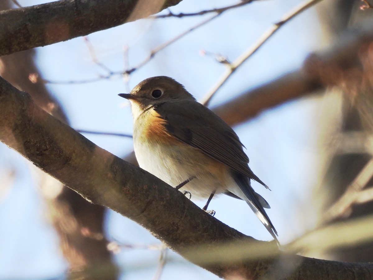 Red-flanked Bluetail - ML647819481