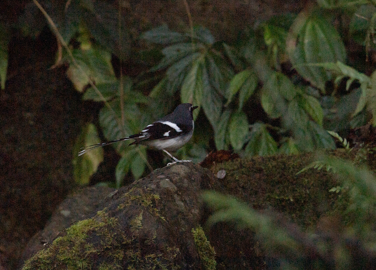 Slaty-backed Forktail - ML647819483