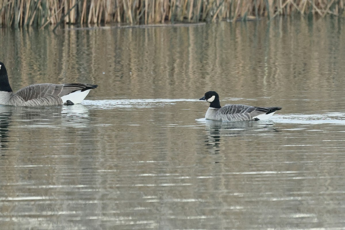 Cackling Goose - ML647819484