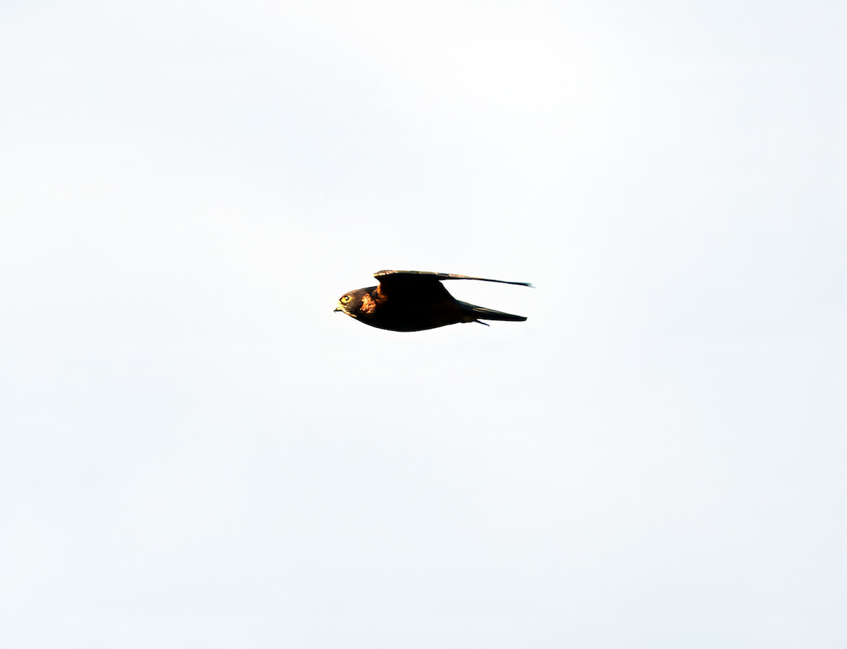 Oriental Hobby - ML647819485