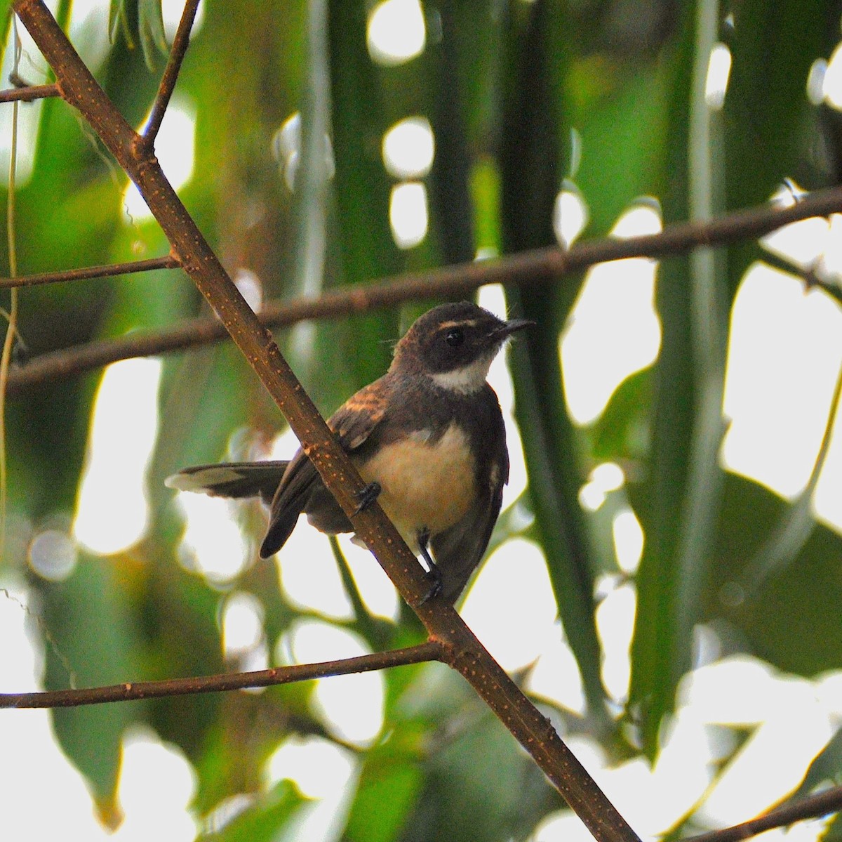 Malaysian Pied-Fantail - ML647819486