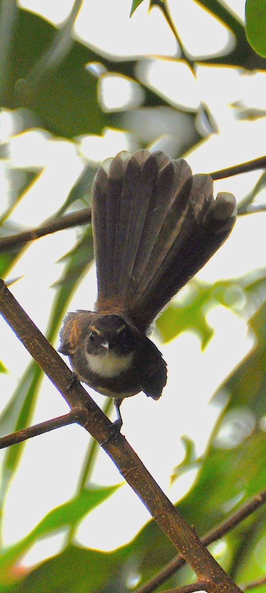 Malaysian Pied-Fantail - ML647819487