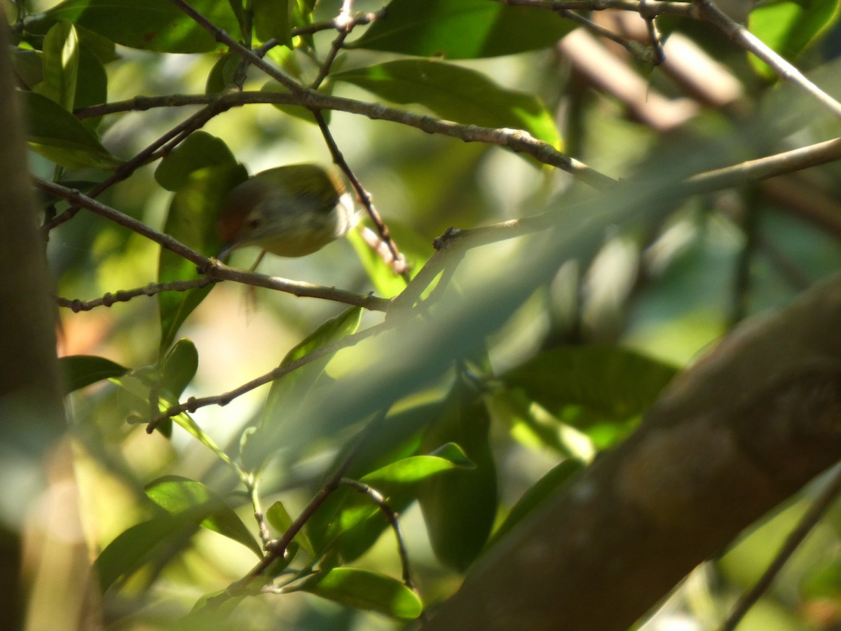 Common Tailorbird - ML647819502