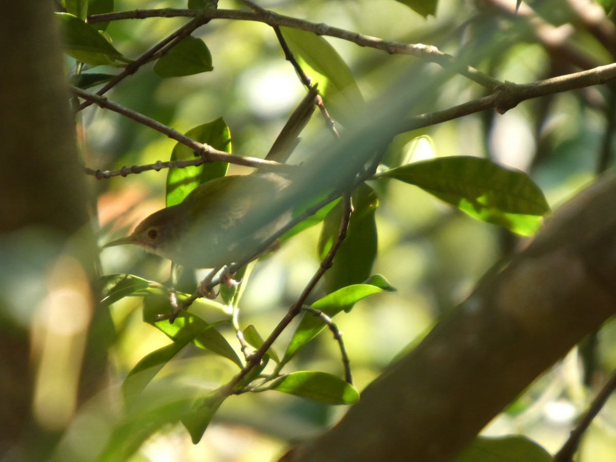Common Tailorbird - ML647819503