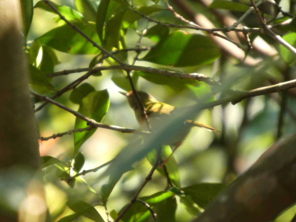 Common Tailorbird - ML647819504