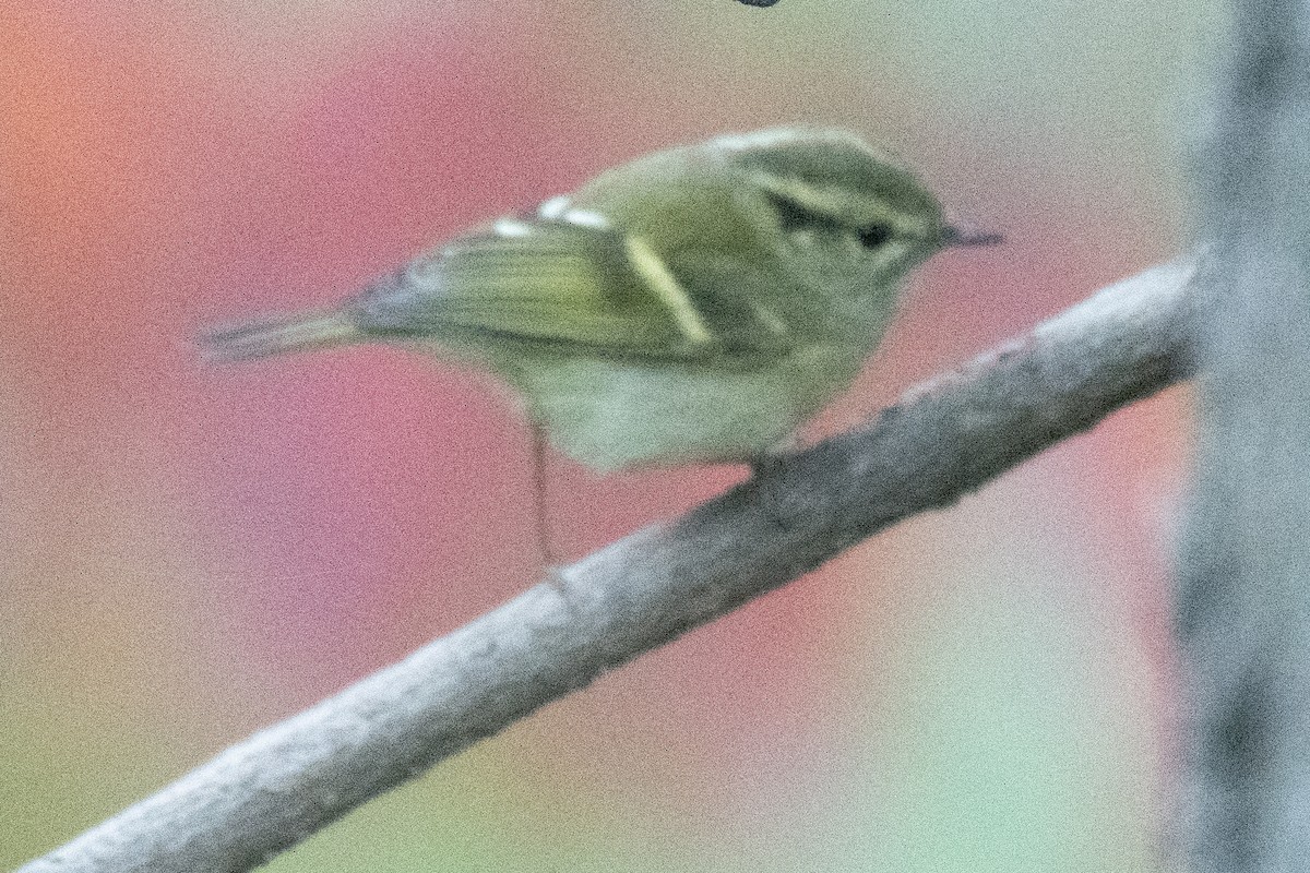 Lemon-rumped Warbler - ML647819526