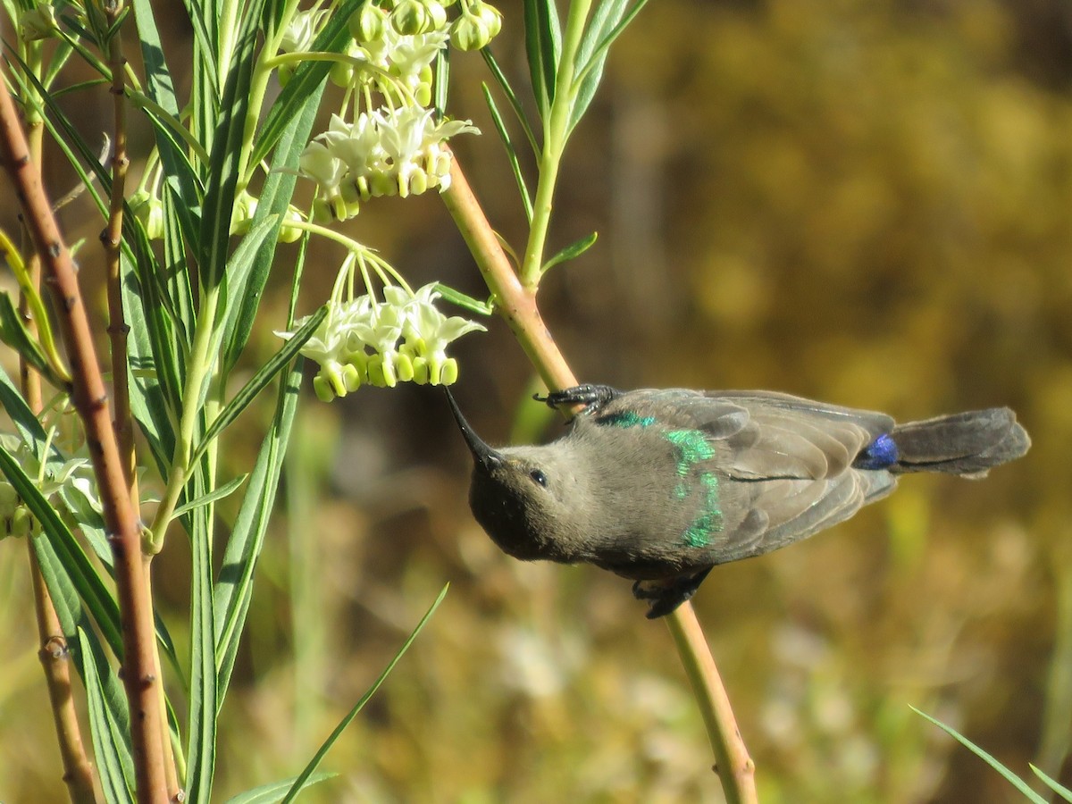 Southern Double-collared Sunbird - ML647819531