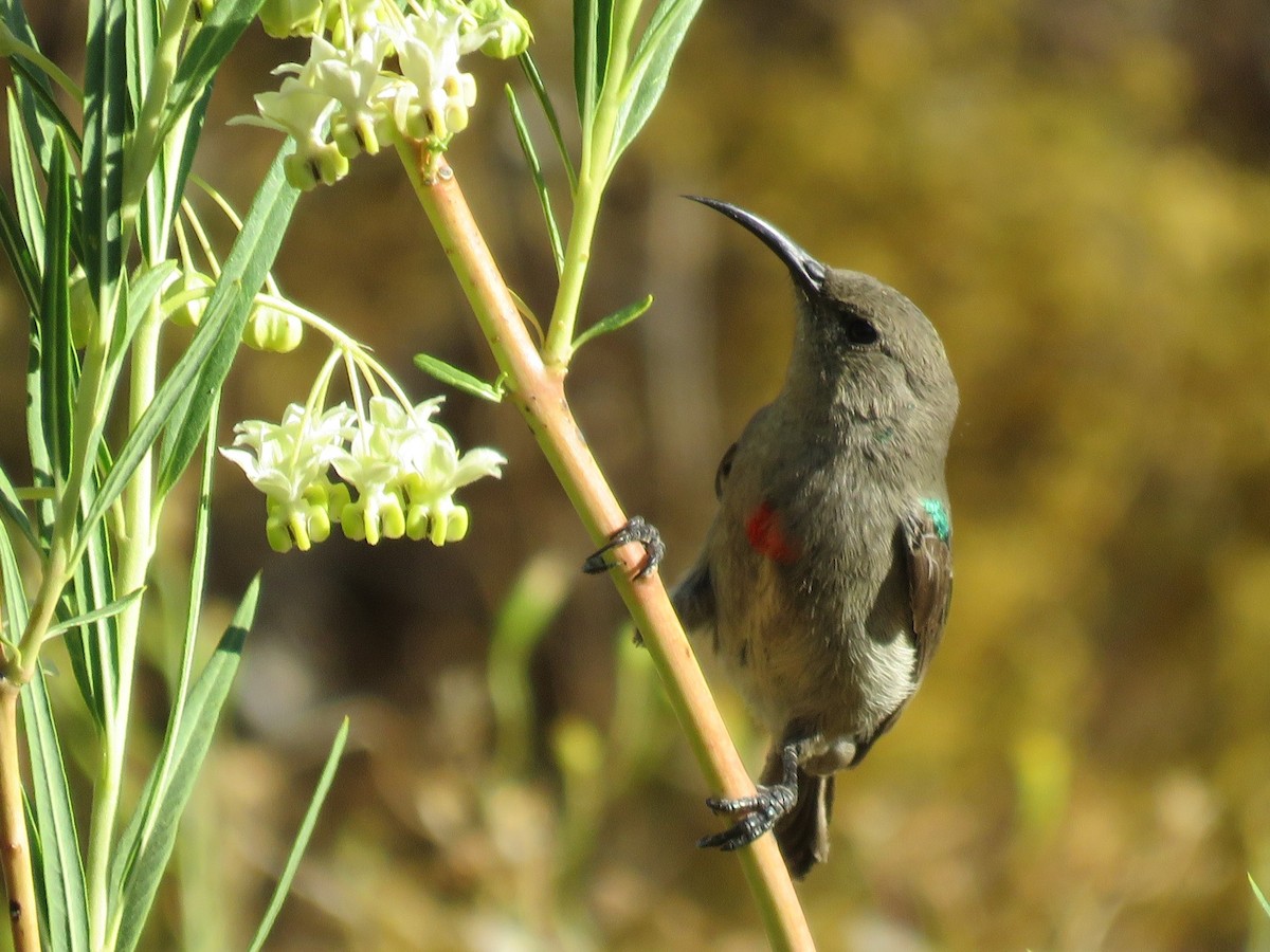 Southern Double-collared Sunbird - ML647819532