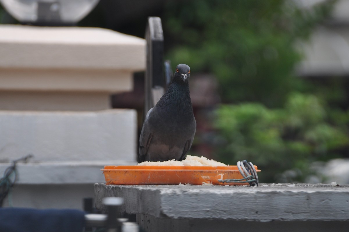 Rock Pigeon (Feral Pigeon) - ML647819533