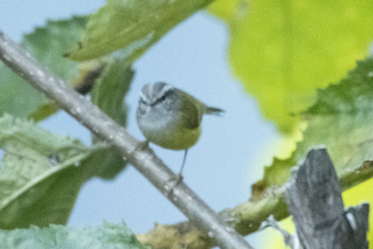 Gray-hooded Warbler - ML647819534