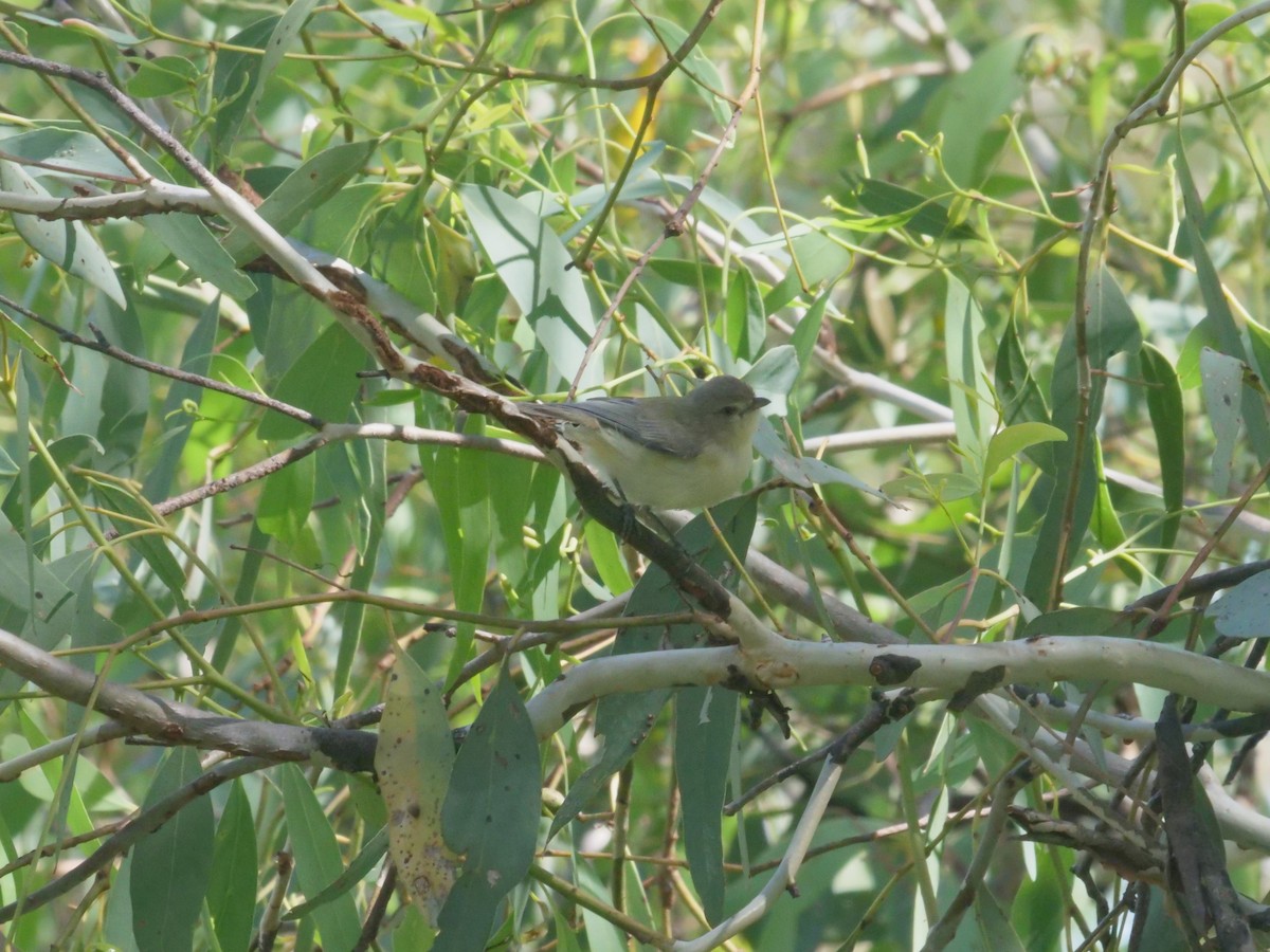 Weebill - ML647819535