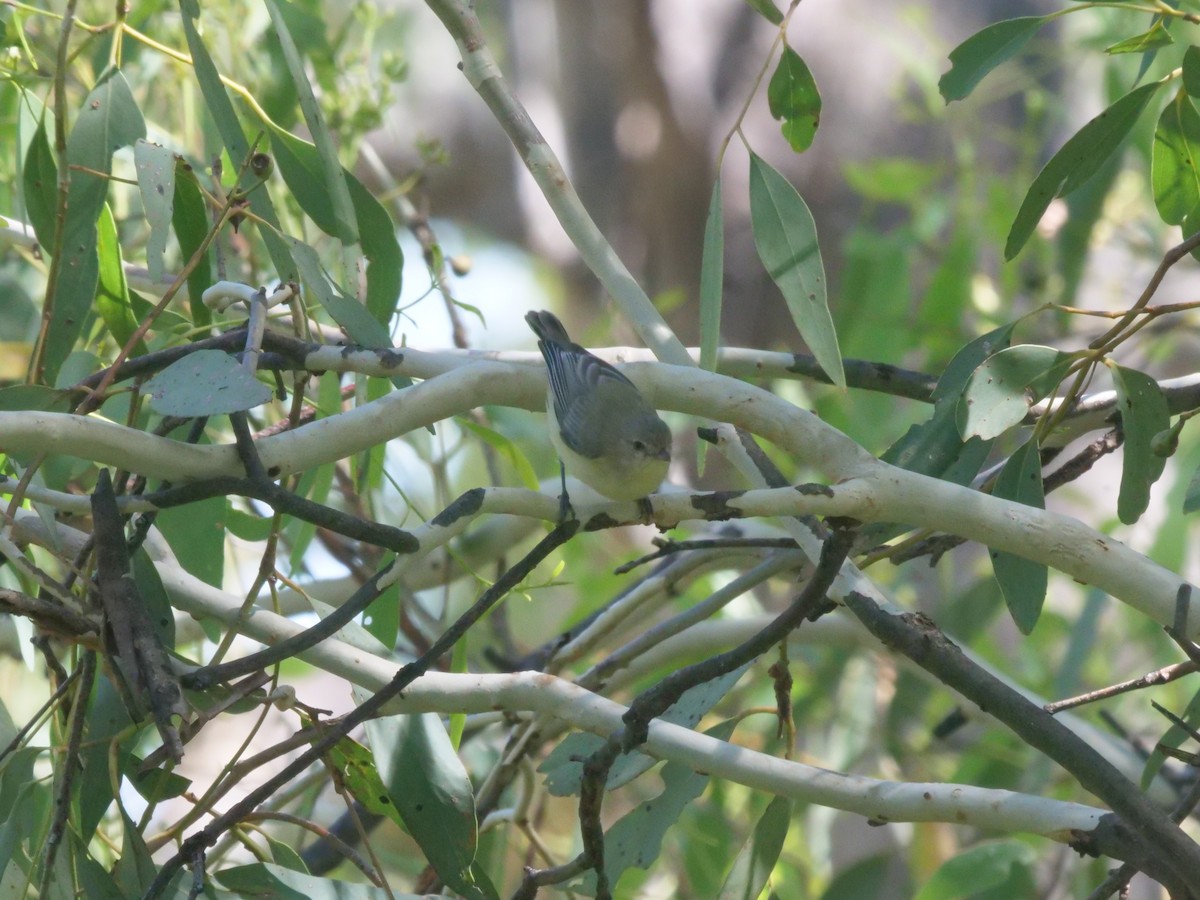 Weebill - ML647819536