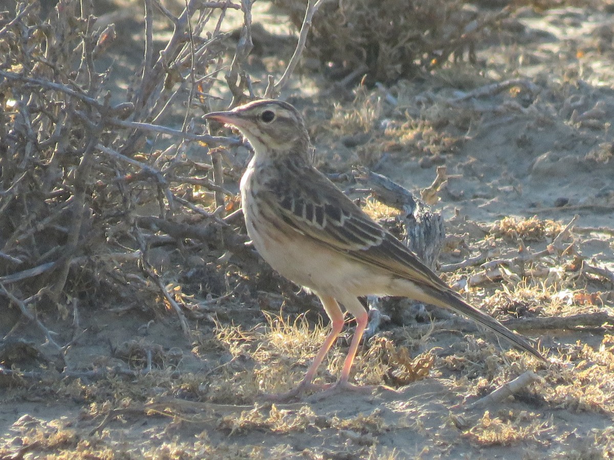 African Pipit - ML647819537