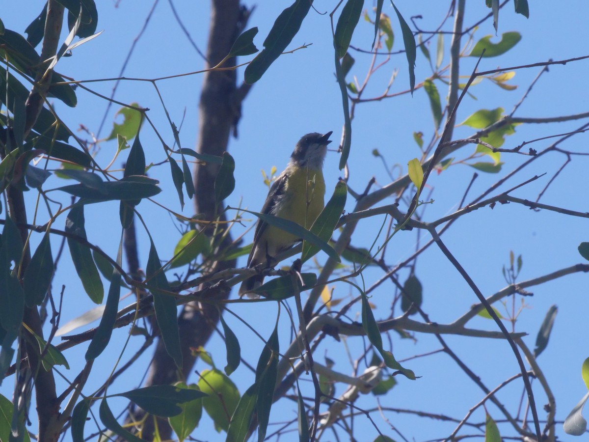 White-throated Gerygone - ML647819538