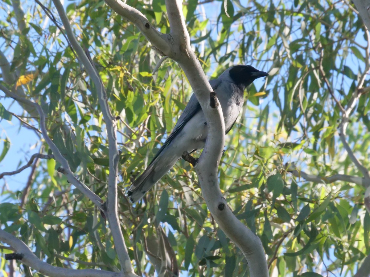 Black-faced Cuckooshrike - ML647819542