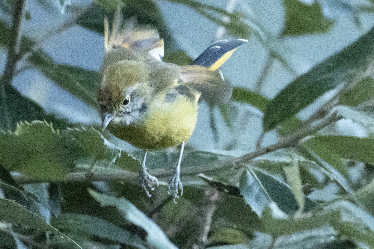 Chestnut-tailed Minla - ML647819543