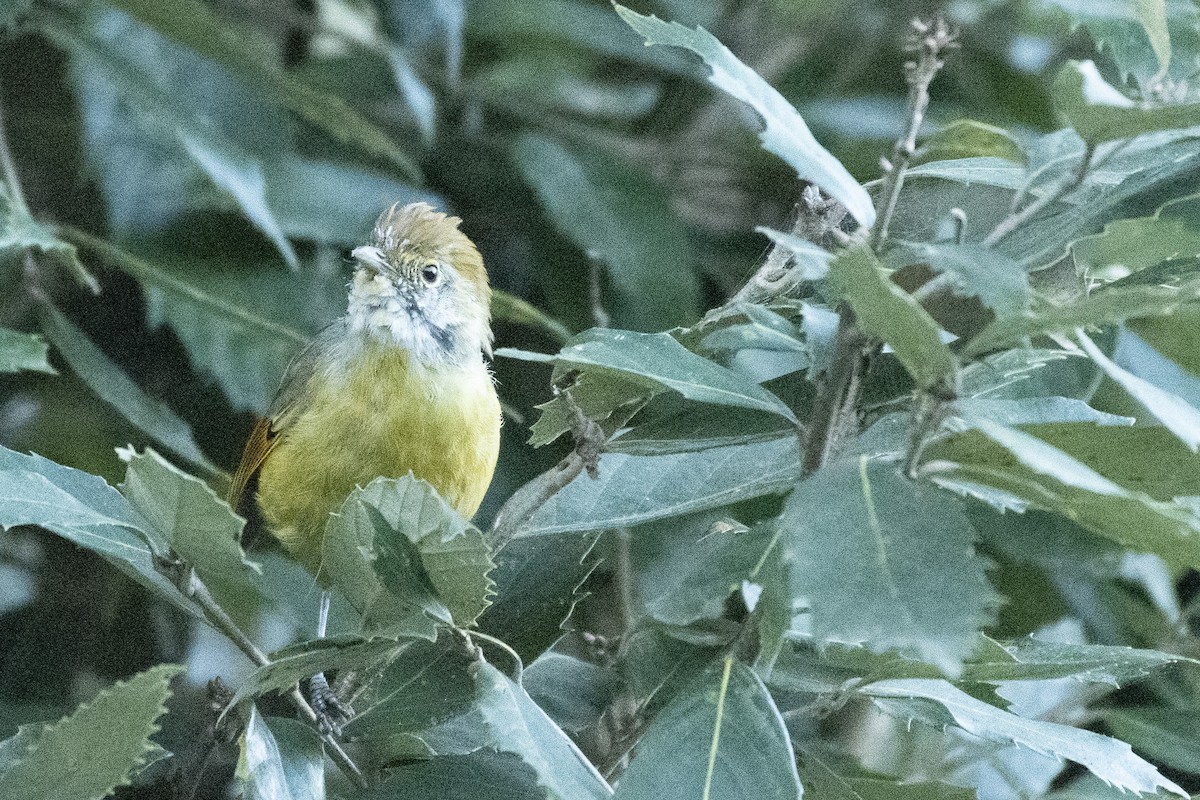 Chestnut-tailed Minla - ML647819544