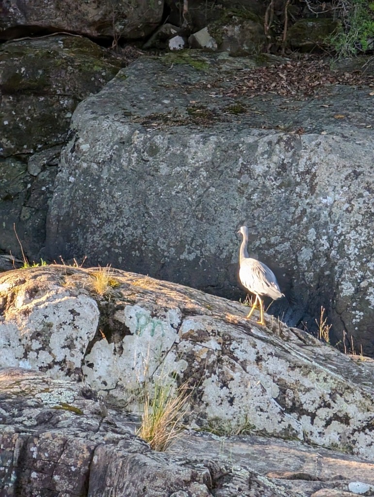 White-faced Heron - ML647819545