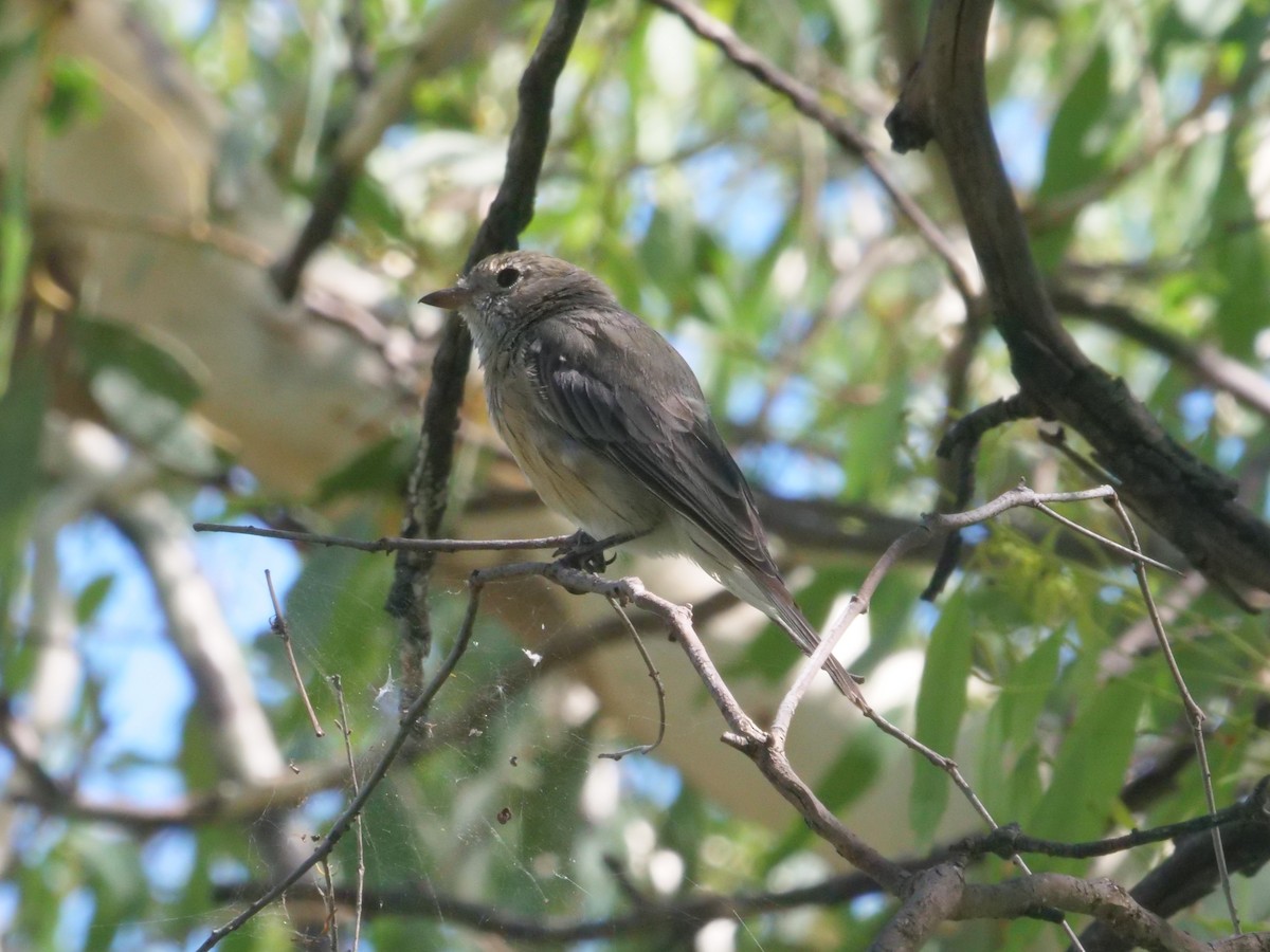 Rufous Whistler - ML647819548