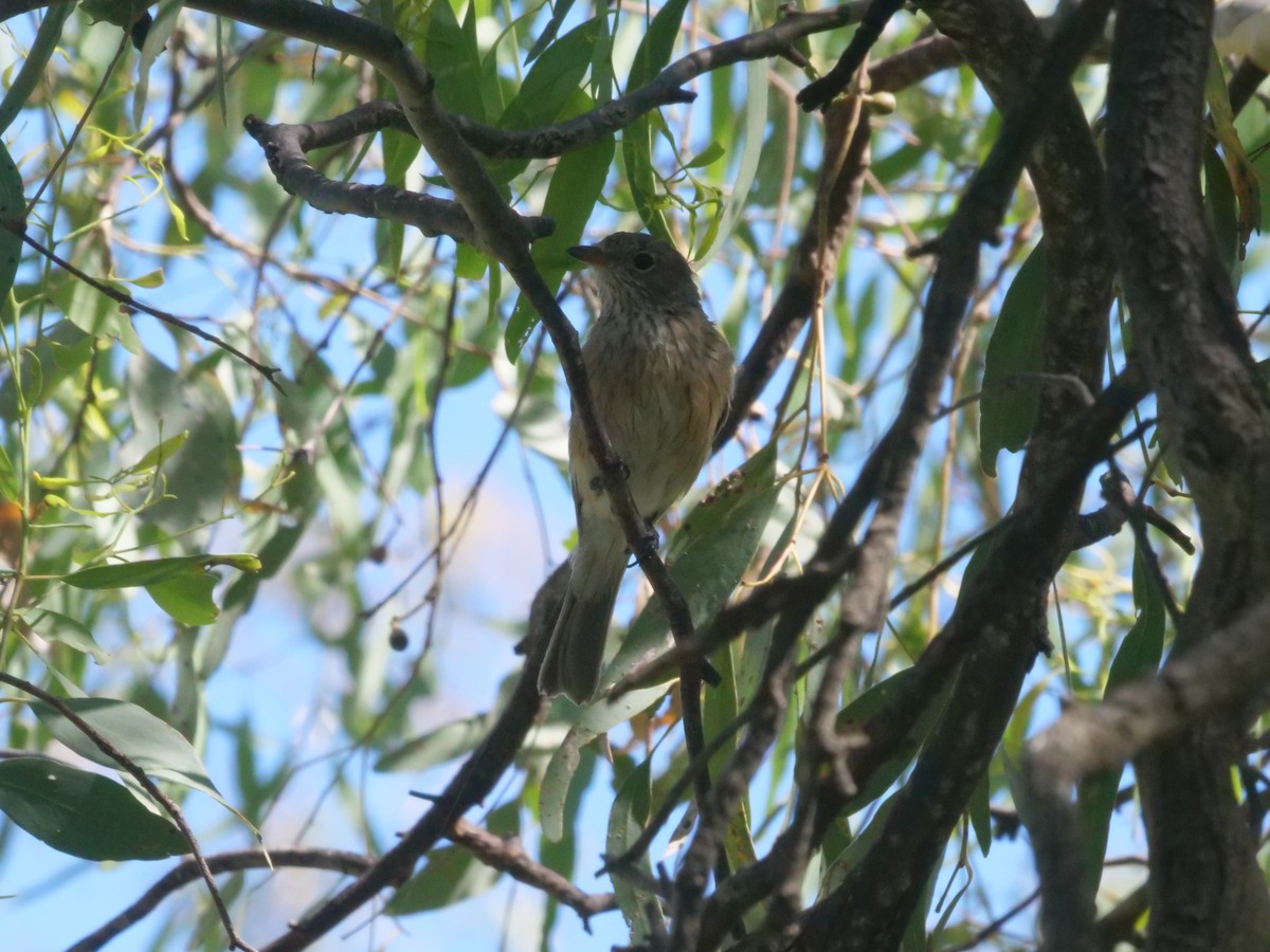 Rufous Whistler - ML647819549