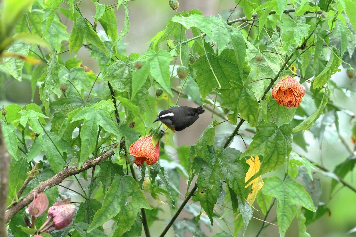Bananaquit - ML647819551