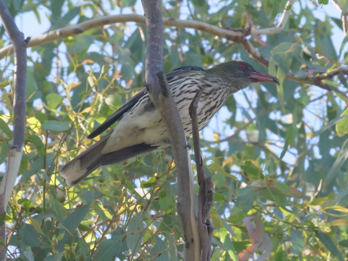 Olive-backed Oriole - ML647819552