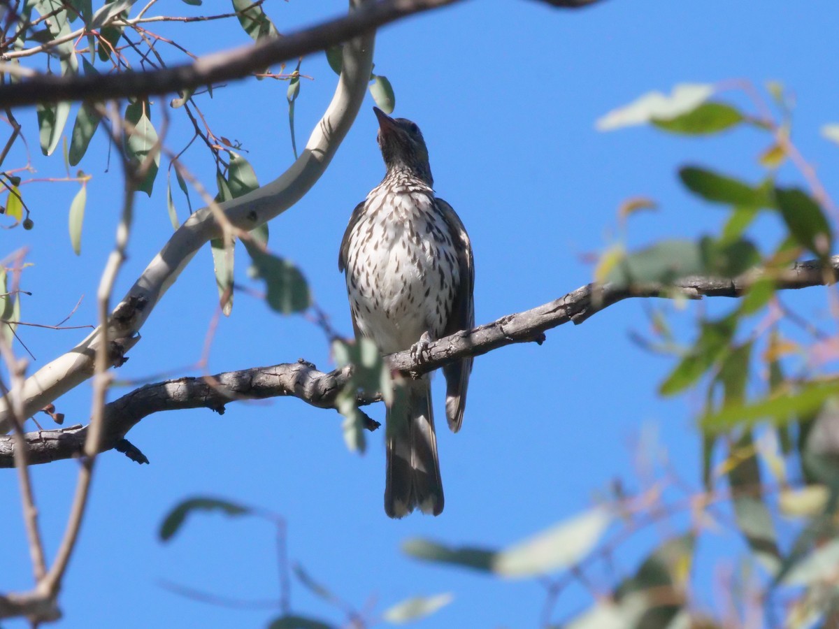 Olive-backed Oriole - ML647819553