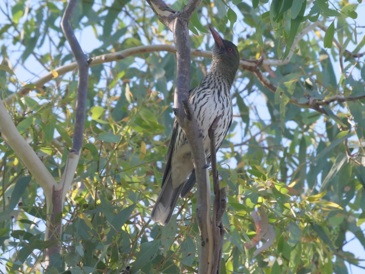 Olive-backed Oriole - ML647819554